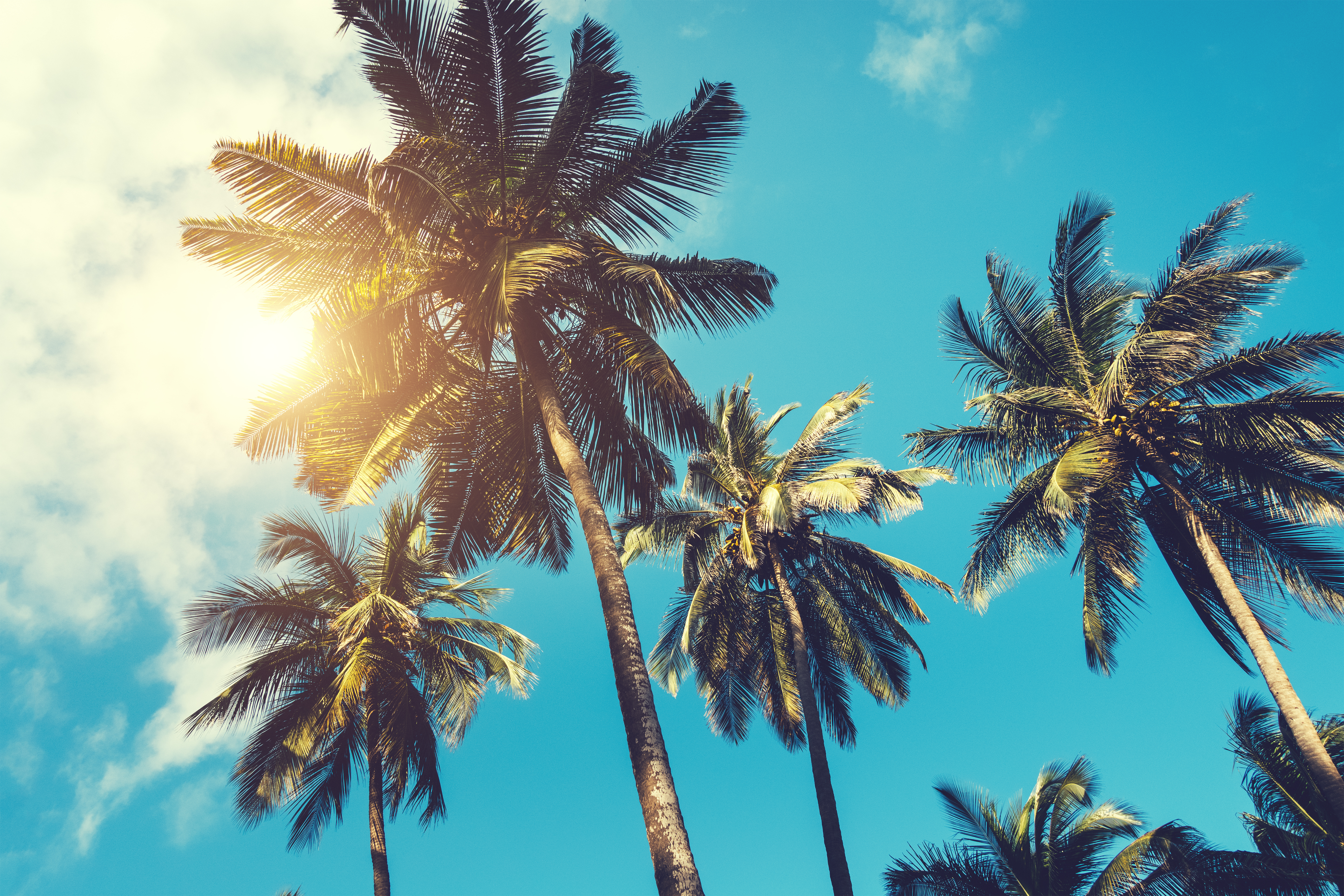 Tropical palm trees. View from below.